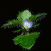 Blue Ivy-leaved Speedwell - Photo (c) harrylurling, some rights reserved (CC BY-ND), uploaded by harrylurling