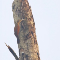 Deconychura longicauda