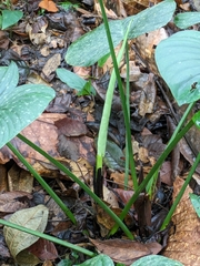 Philodendron grandipes image