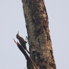 Deconychura longicauda