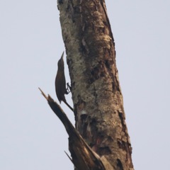 Deconychura longicauda