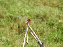 Urothemis assignata
