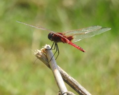 Urothemis assignata