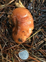 Suillus ponderosus