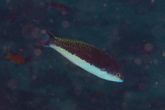 Pseudocoris yamashiroi