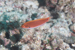 Cirrhilabrus punctatus