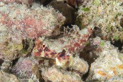 Synchiropus morrisoni