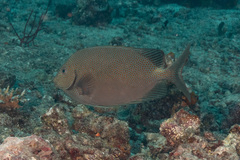 Siganus punctatus