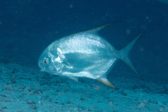 Trachinotus blochii