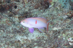 Pseudanthias cooperi