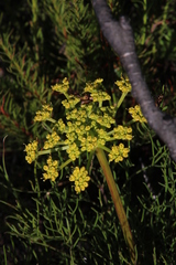 Nanobubon strictum