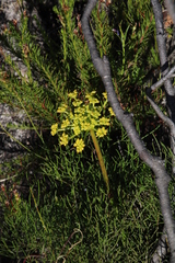Nanobubon strictum