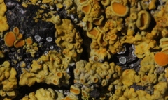 Lecanora laxa