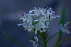 Dryopetalon