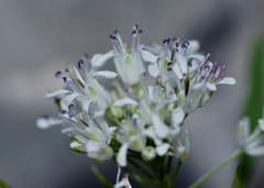 Dryopetalon