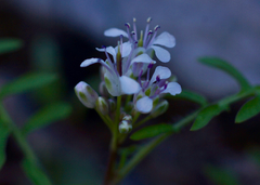 Dryopetalon