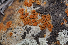 Polycauliona bolacina