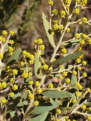 Kybean Wattle (Acacia kybeanensis)