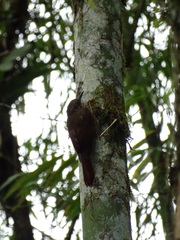 Dendrocincla fuliginosa