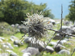 Tillandsia virescens