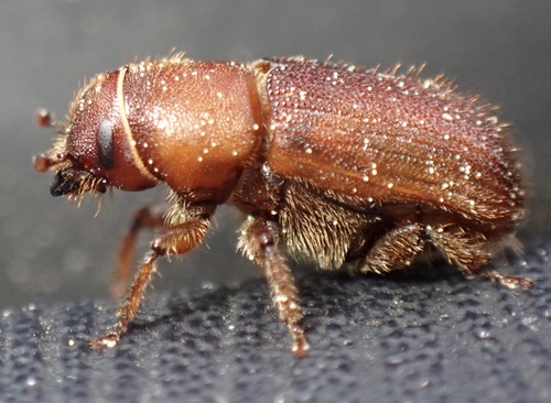 Red Turpentine Beetle photo 4