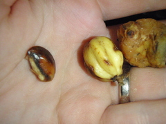 Sapotaceae