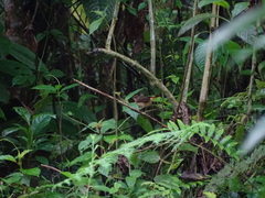 Myiothlypis fulvicauda