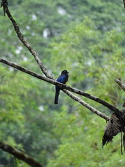 Trogon chionurus