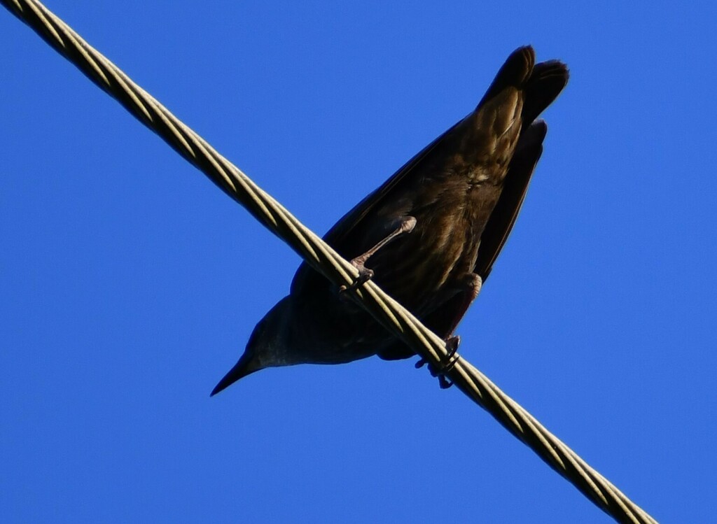 European Starling from South Side, Corpus Christi, TX, USA on July 1 ...