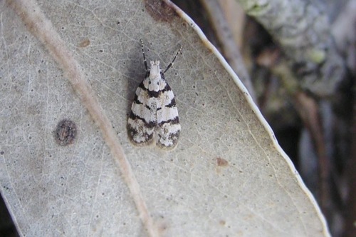 Catasphalma kautziella