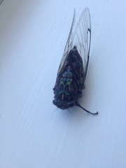 Amphipsalta