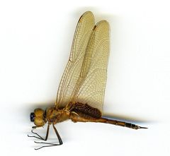 Tramea rustica