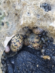 Nerita versicolor