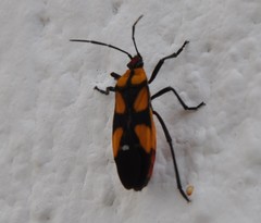 Oncopeltus spectabilis