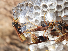 Polistes buyssoni