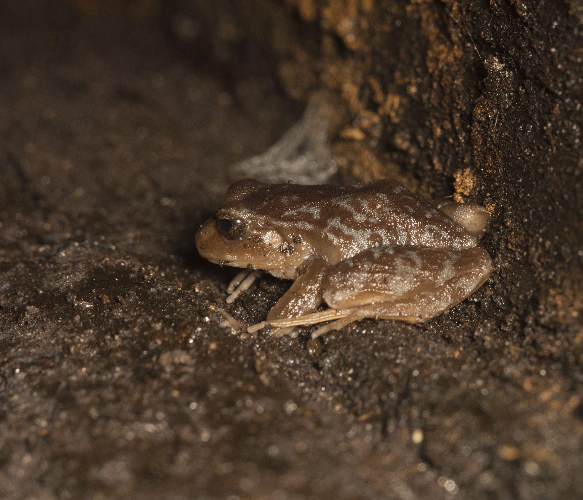 Eupsophus altor Nuñez, Rabanal & Formas, 2012