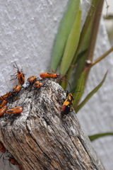 Oncopeltus spectabilis