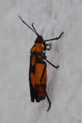 Oncopeltus spectabilis