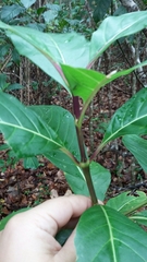 Palicourea croceoides