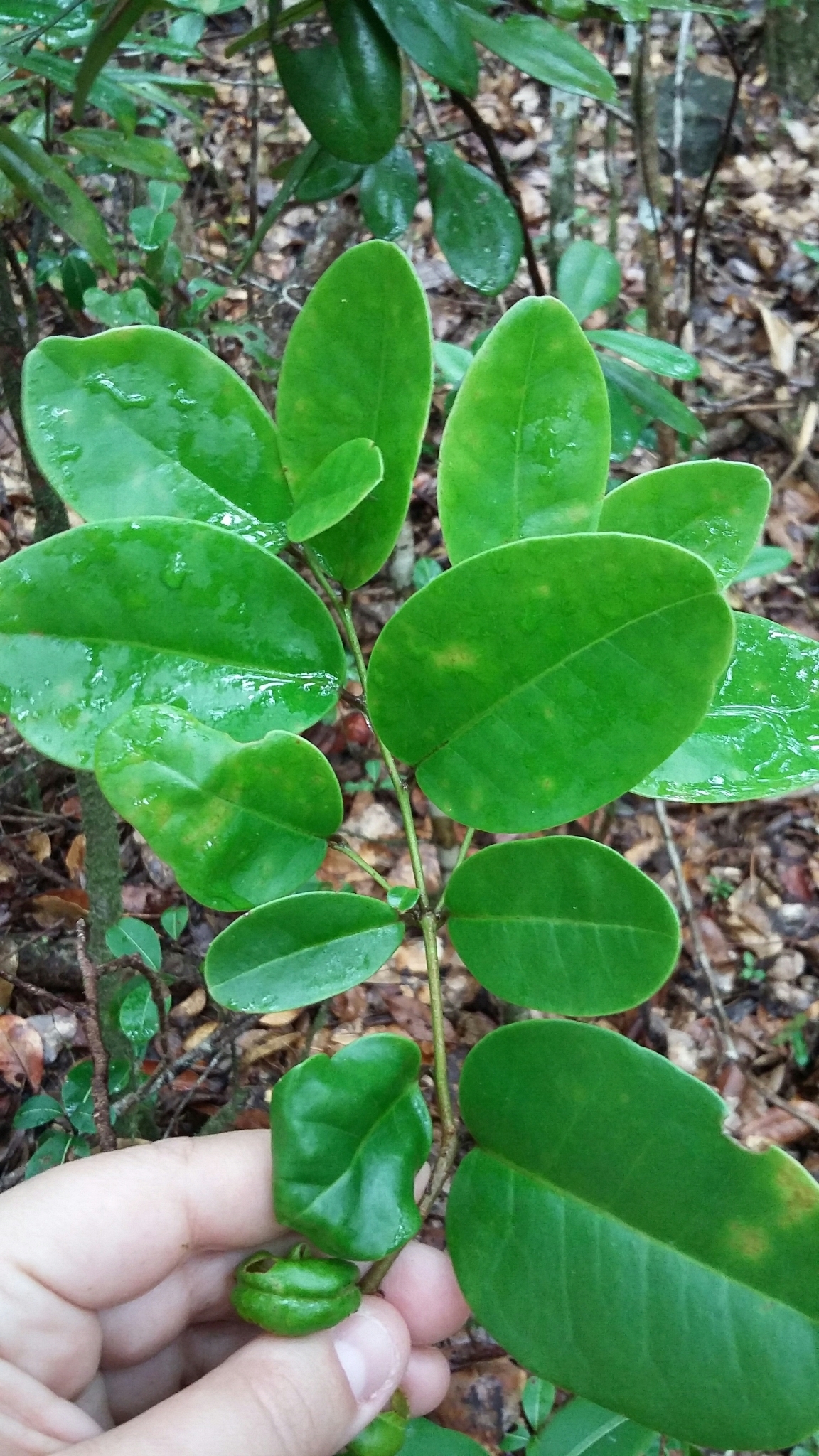 Ilex urbaniana