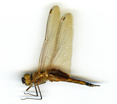 Tramea rustica