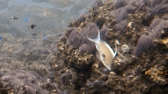 Japanese Anthias photo 4