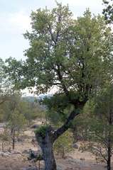 Quercus oblongifolia