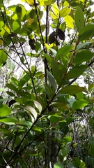 Myrcia citrifolia