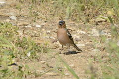 Fringilla coelebs schiebeli