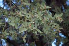 Quercus oblongifolia