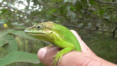 Anolis heterodermus