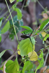 Sphaenothecus trilineatus