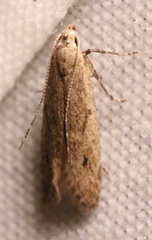 Mesophleps adustipennis