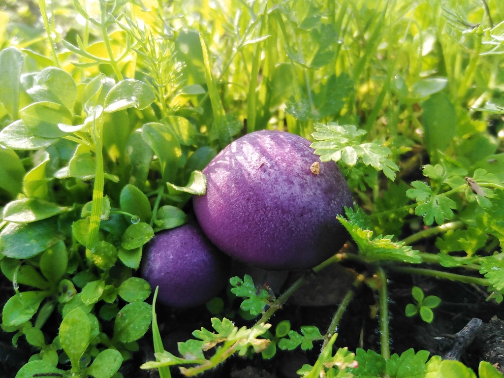 Collybia nuda · June 2023 · photo: © nicolas_joak (iNaturalist, cc0)